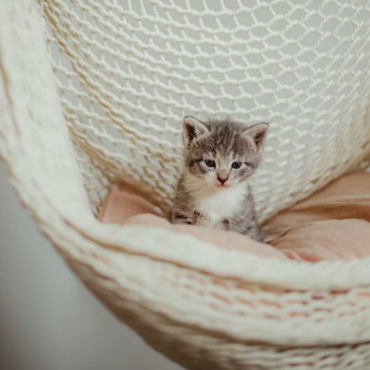 Les Meilleures Méthodes pour Introduire un Nouveau Chat à la Maison