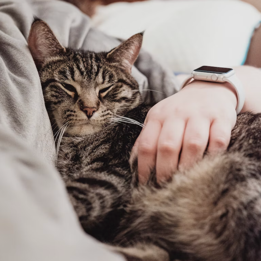 Les 10 Races de Chats les Plus Adaptées à la Vie en Appartement