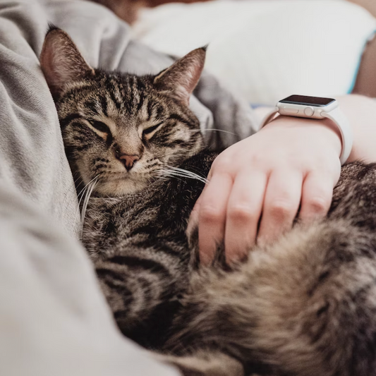 Les 10 Races de Chats les Plus Adaptées à la Vie en Appartement